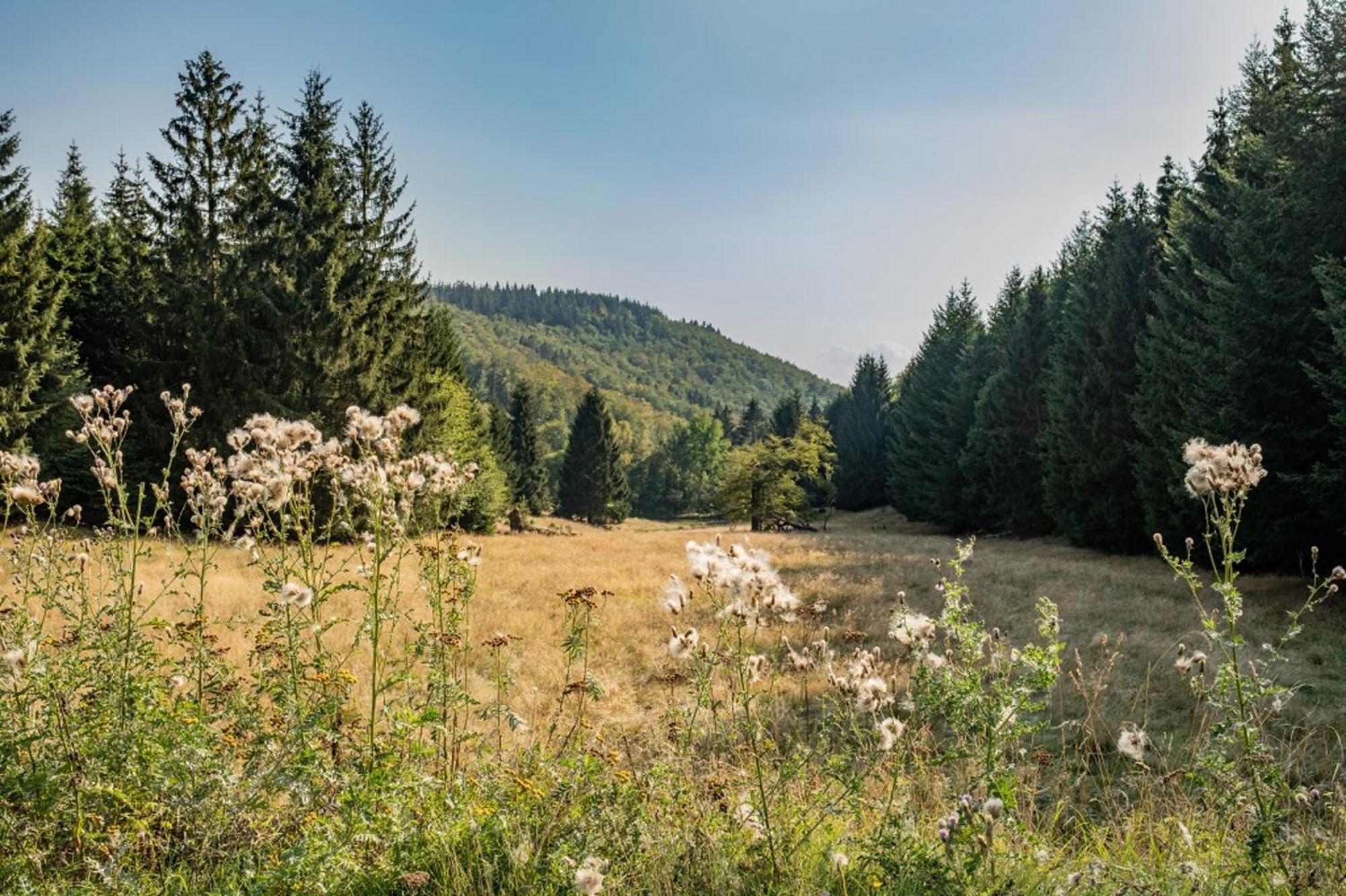 Waldpark Kraetzersrasen * Steinbach (Wartburgkreis)
